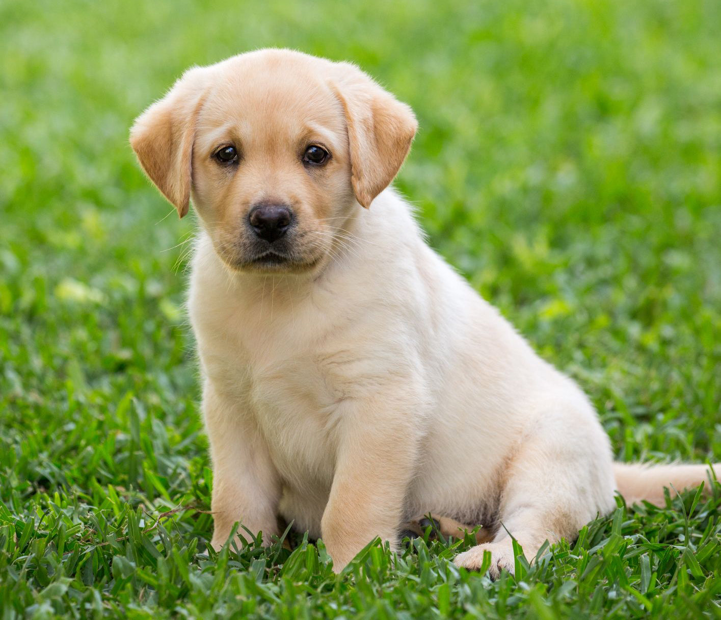 Treat & Trainer Starter Kit
